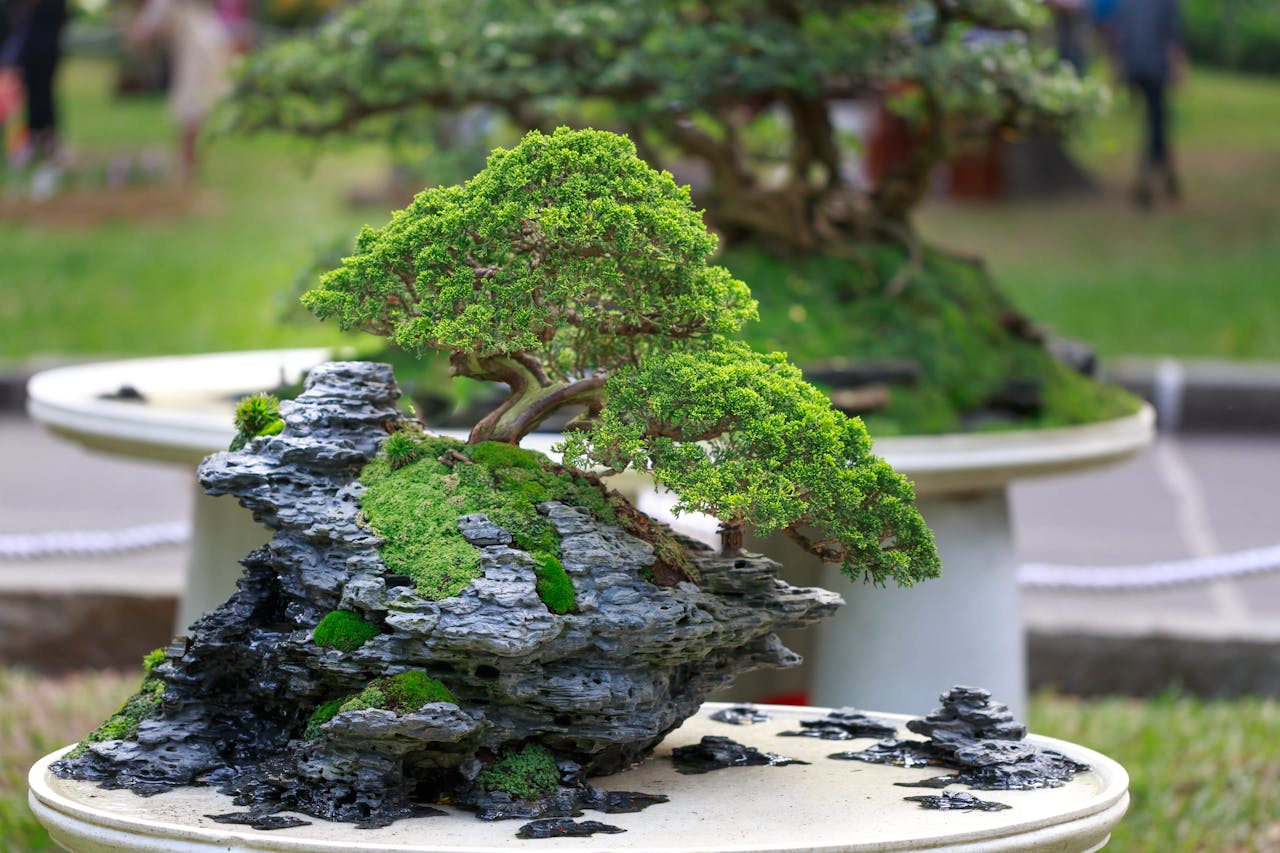 An evergreen bonsai growing on a mossy rock