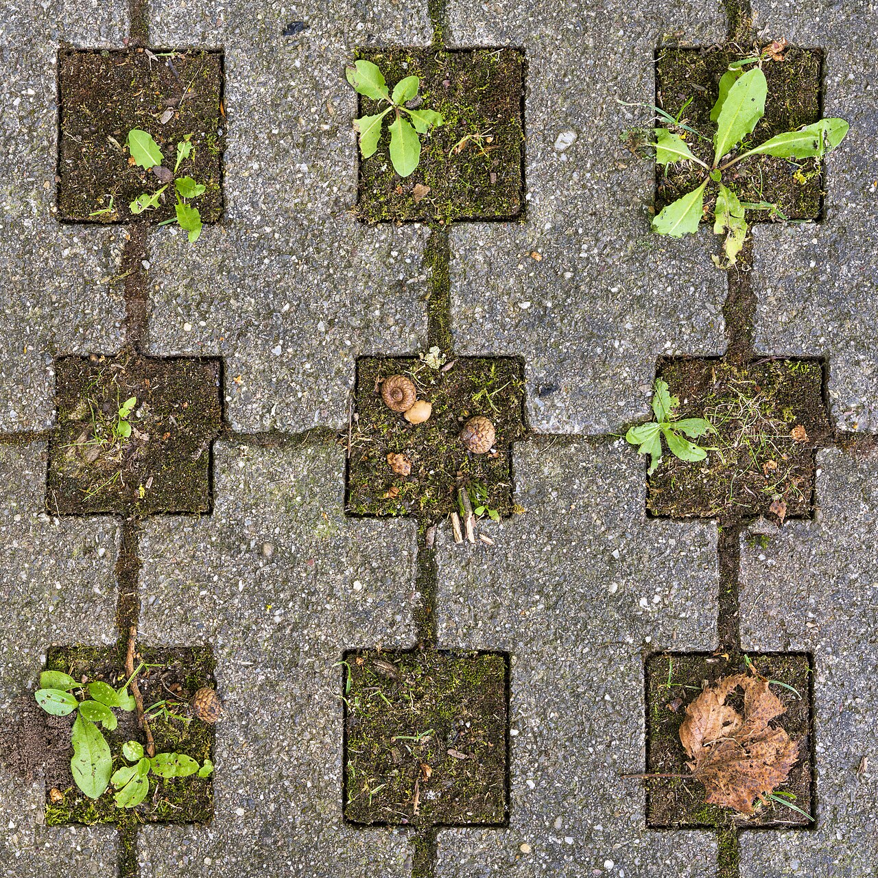 Cement blocks shaped so that there are squares left between. A 3x3 grid of such squares is pictured, containing mossy ground with small plants, acorn caps, and leaves in the squares