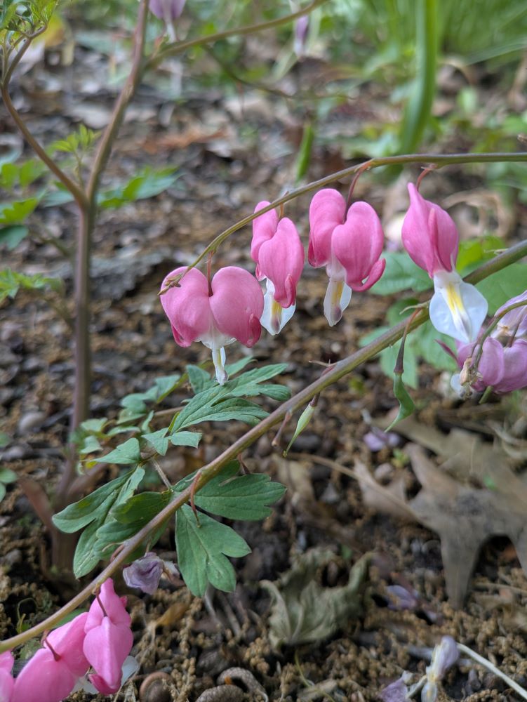 A stem of pink Bleeding Heart flowers